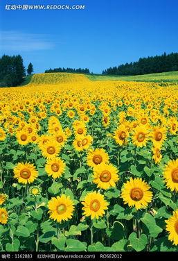 向日葵视频成人播放,光影交织的情感世界