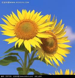 向日葵视频成人播放,光影交织的情感世界