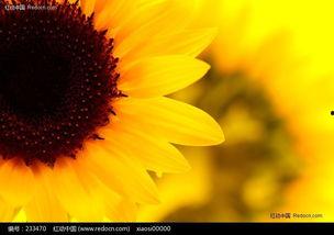 向日葵视频成人播放,光影交织的情感世界