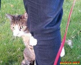 筷猫成人短视频,揭秘现代都市情感生活百态