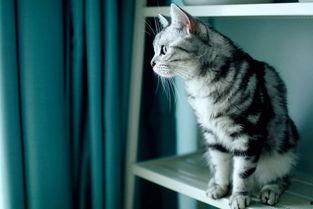 筷猫成人短视频,揭秘现代都市情感生活百态