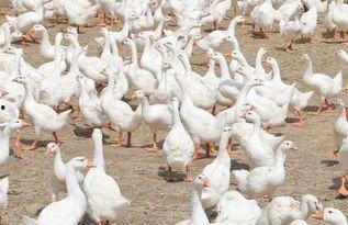 大鹅变成人动画视频大全,动画视频中的变形奇幻之旅