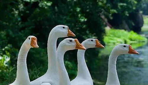 大鹅变成人动画视频大全,动画视频中的变形奇幻之旅