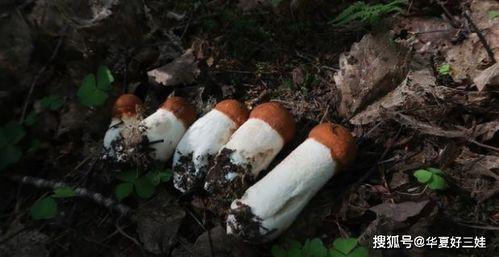 成人 蘑菇视频 观看,蘑菇视频带你领略多元生活