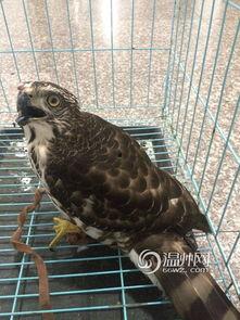 鹰隼变成人的样子视频,神秘变身视频揭秘