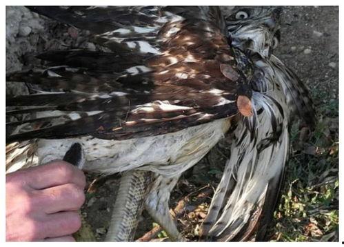 鹰隼变成人的样子视频,神秘变身视频揭秘