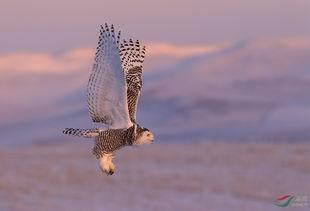 鹰隼变成人的样子视频,神秘变身视频揭秘